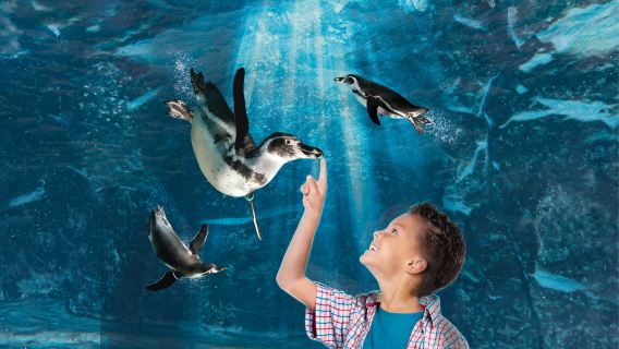 Aquarium of Cattolica: Fast Track Ticket