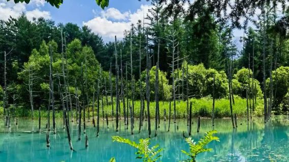 日本北海道旭川動物園+青池+精靈露台【私家包車/多種車型】