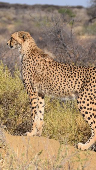 Behind the Scenes of Naankuse Namibia | Windhoek Transfers | Wildlife Rescue Experience