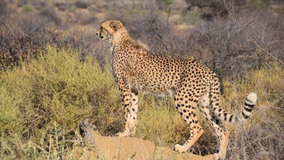 Découverte des coulisses de Naankuse en Namibie | Transfert depuis Windhoek | Expérience de sauvetage d'animaux sauvages