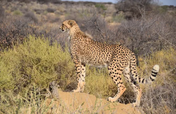 納米比亞納安庫賽幕後探秘｜温得和克接送｜野生動物救助體驗
