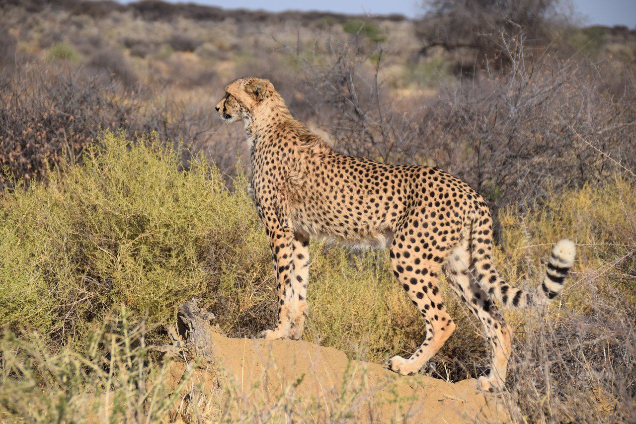 Behind the Scenes of Naankuse Namibia | Windhoek Transfers | Wildlife Rescue Experience