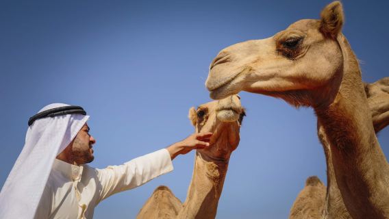 Al SamhaTour Trong Ngày