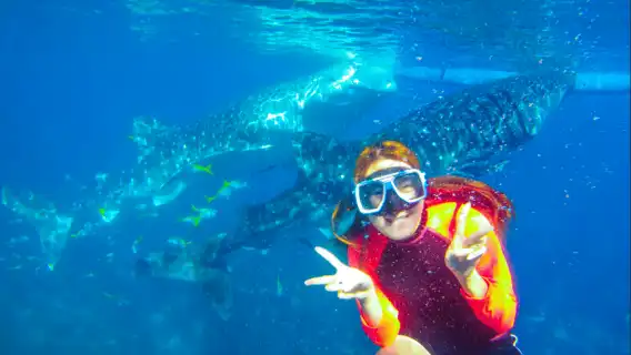 Cebu: Oslob Whale Shark Swimming and Tumalog Falls Tour