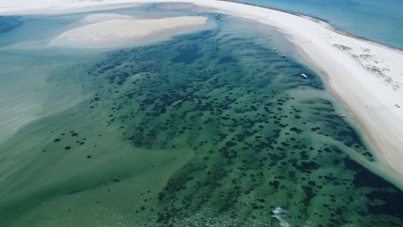 Setúbal: trasferimento in barca all'Ilha Deserta con tempo libero