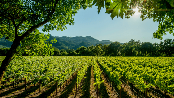 Private Luxury Tour: Nemea's Ancient Sites & Wine Tasting