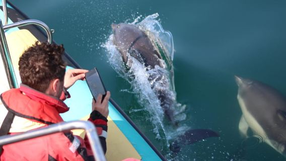 Falmouth: Recorrido de 2 horas en lancha neumática para observar la vida silvestre