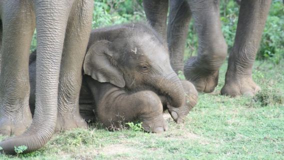 Udawalawe: Safari taman nasional & Tur Transit Gajah di Rumah