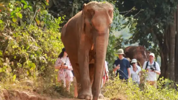 與大象同行 – 含造訪大象自然保護公園一日遊