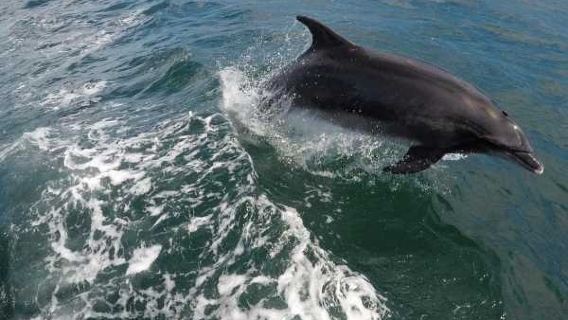 Benagil Caves & Dolphins