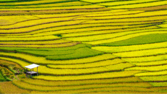 사파 차량 전세 | 캣캣 마을, 모아나, 그리고 아름다운 산 전망을 감상하는 반나절 투어 (4시간)