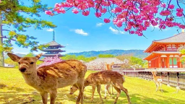 可選小團大阪京都+奈良+清水寺+伏見稻荷大社 餵小鹿一日遊