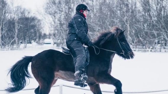 Reykjavik: Tagesausflug zum Golden Circle, Fridheimar und Sky Lagoon