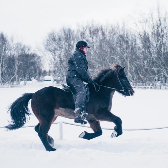 Reikiavik: Excursión de un día al Círculo Dorado, Fridheimar y la Laguna del Cielo