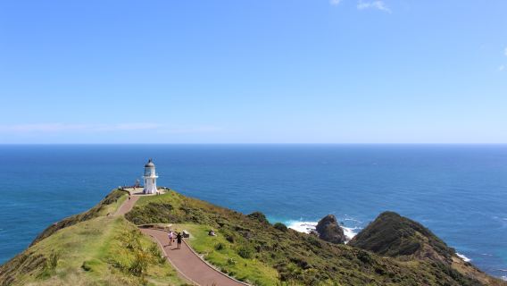 奧克蘭西海岸黑沙灘與溫帶雨林探險一日遊【中文司導10H包車】