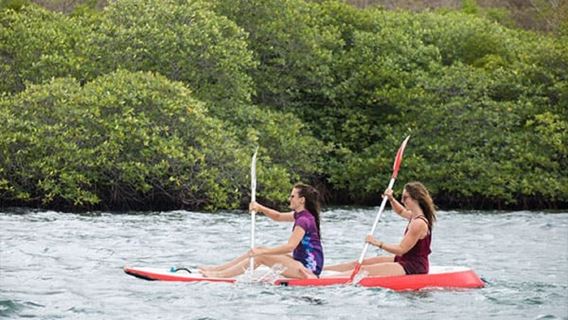West Bali National ParkKayaking2 Hours [Explore Mangroves & Coastal Wildlife]