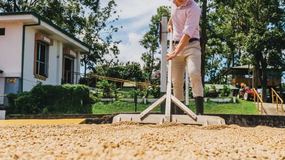 Alajuela: Coffee Plantation Guided Tour with Tasting