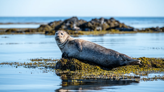 冰島斯奈山半島與基爾丘山一日遊（中文司機包車）