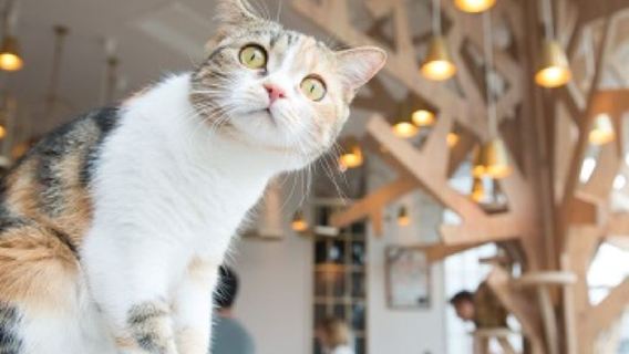 Eintrittskarte für den Katzen-Café MOCHA (inkl. Getränk) - Harajuku