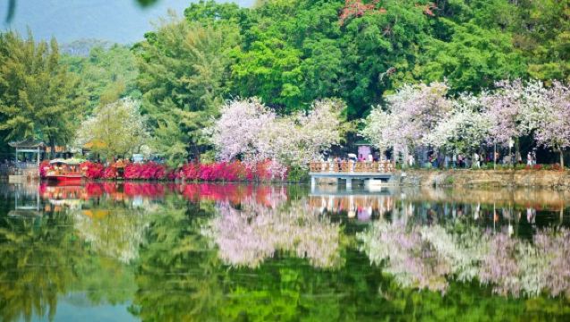 肇慶七星巖+鼎湖山一日遊+春遊賞花+私家包車含門票+上門接送