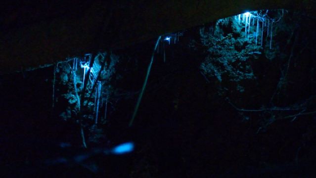 澳洲凱恩斯天空之城 & 藍光蟲夜遊