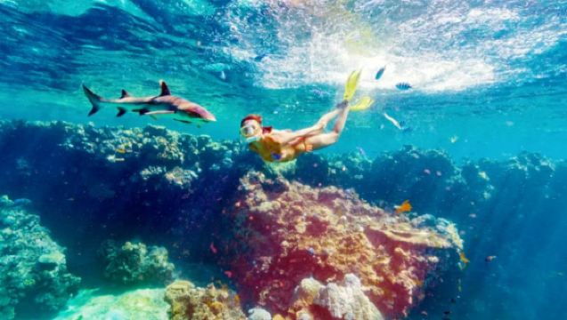 Shark snorkeling 1-day tour at Kuata, Fiji [includes transfers + lunch]