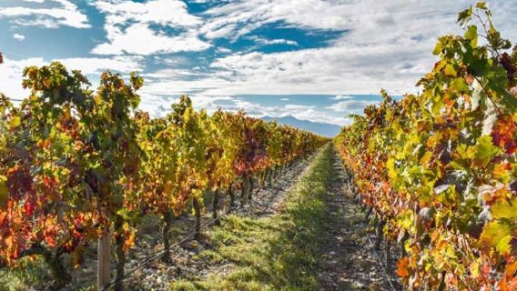 From Bilbao: La Rioja a journey to the vineyards & tradition