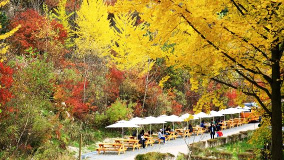 (10 hours) Gangwon-ro Route 2 private charter|Sokcho Gangneung Yangyang /Depart from Seoul