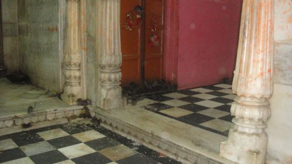 從焦特布爾出發,造訪比卡內爾的鼠廟與駱駝繁殖中心。