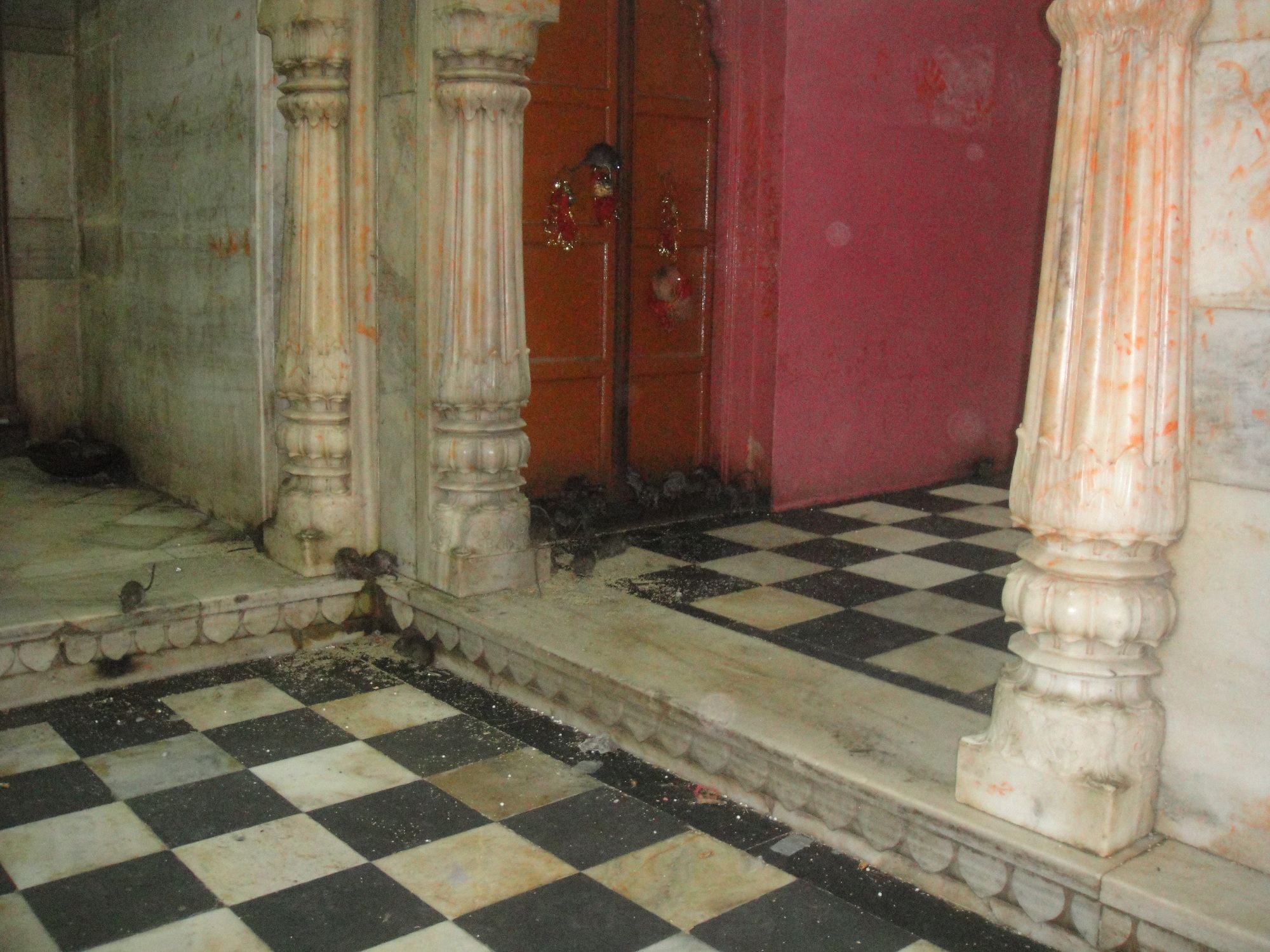 Deja Bikaner con visita al Templo de las Ratas y al Centro de Cría de Camellos desde Jodhpur.