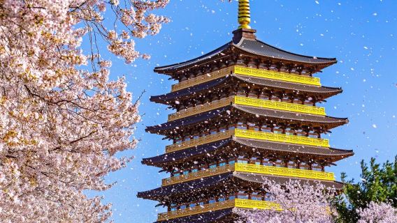 Gyeongju Cherry Blossom One Day Tour (From Busan, Spring Special 2~3 Random Spots)