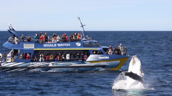 紐西蘭·基督城凱庫拉觀鯨+毛皮海獅聚集區+海豹棲息地一日遊