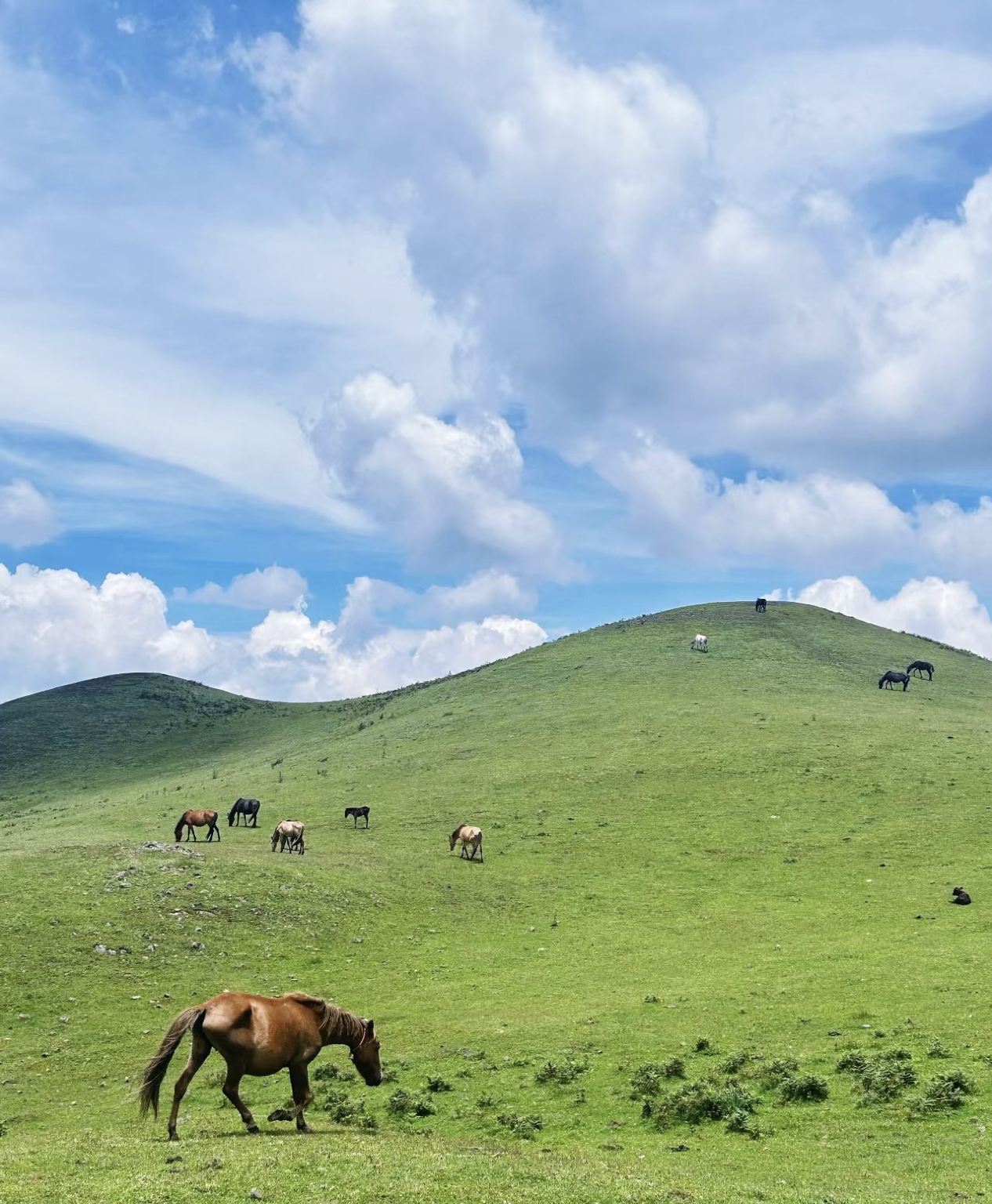 六盤水烏蒙大草原+海坪彝族文化小鎮+北盤江大橋一日遊