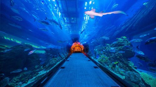 Dubai Attraction: Dubai Aquarium & Underwater Zoo Day Tours 2