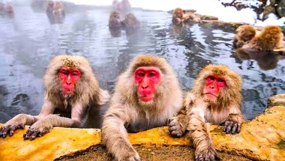 KaruizawaTours
