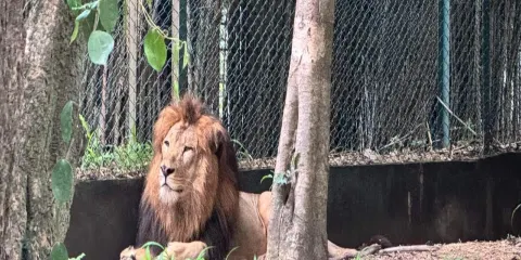 印度班納加塔國家公園野生動物吉普車之旅(含私人接送)