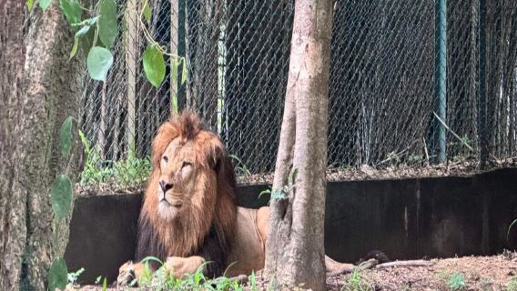 Bannerghatta National Park Wildlife Jeep Safari with Private Transfer (India)