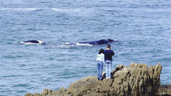 From Cape Town: Full Day Hermanus Whale Watching Tour