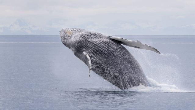 주노: 현지 가이드와 함께하는 고래 관찰 및 야생동물 크루즈