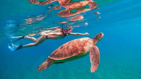 Waikiki: 5-in-1 Turtle Snorkeling Trip with Transfer