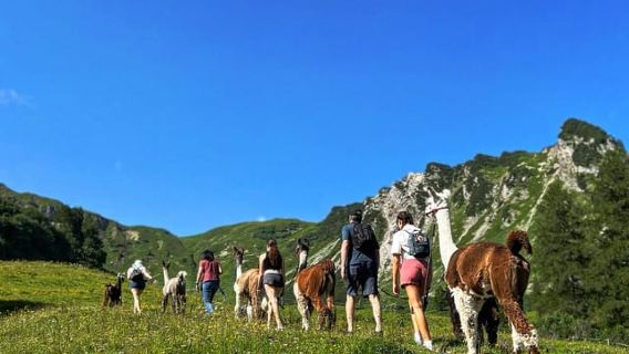 Triesenberg: Berjalan dengan Llamas di Pergunungan