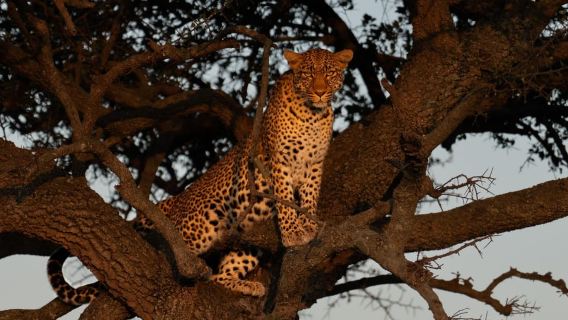 3 JOURS DE SAFARI PASSIONNANT DANS LE MASAI MARA