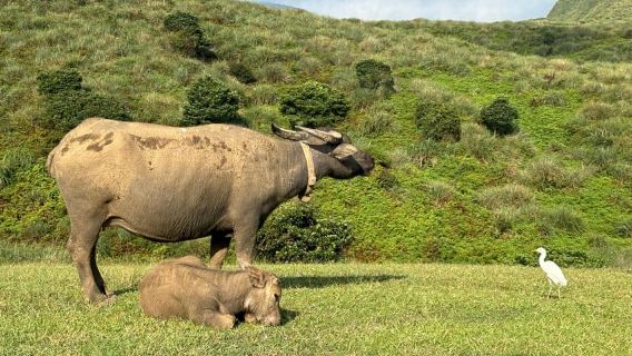 Taipei: Tour a piedi di Yanmingshan - Prateria di Qingtiangang