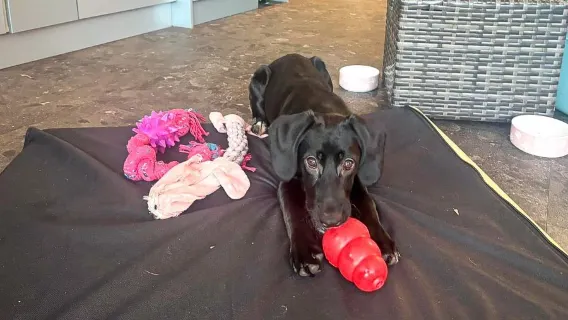 Boarding for New Dogs, with free 30 minute intake appointment - 4 Days