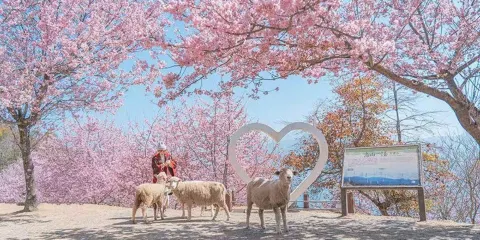 潭水紺碧到牧羊的雲~日月潭+清境農場.台北出發.行程12小時