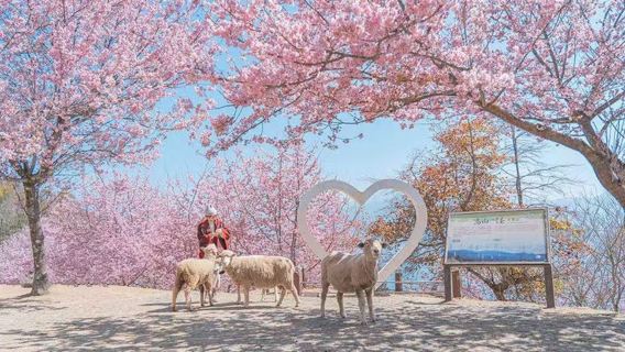 От бирюзовых вод озера до пастушьих облаков – озеро Солнца и Луны и ферма Цинцзин. Выезд из Тайбэя. 12 часов.