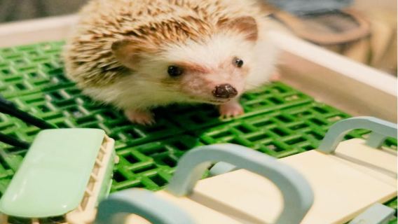 [Nhà Nhím Pottta] Trải nghiệm tương tác với động vật nhỏ - Chọn 1 trong 5 trải nghiệm khóa học