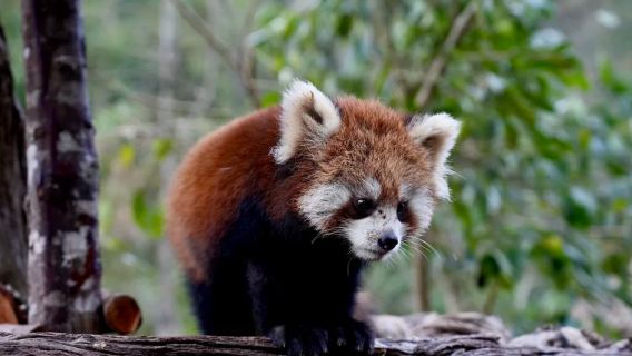 【2-8人拼小團】普洱太陽河森林公園+中華普洱茶博覽苑一日遊