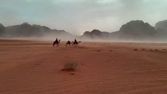 Wadi Rum: Half Day Jeep Tour -