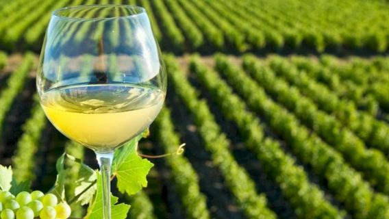 Loiretal: Geführte Besichtigung der Weinberge von Vouvray durch Tours + Tasting